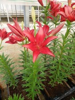 [5105 Pineto VH No01.JPG]